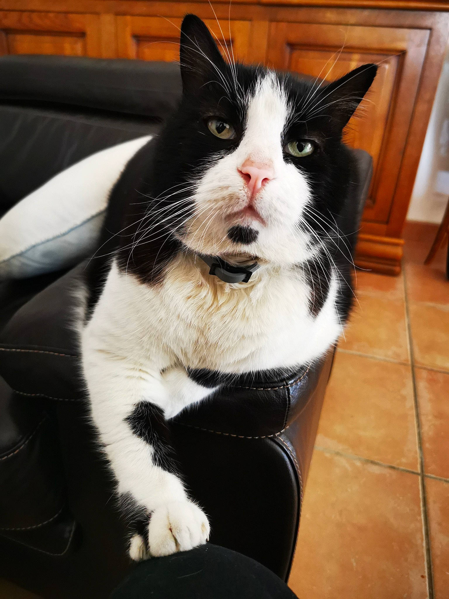 Bidou participe au concours pour gagner de l'argent avec cette photo : box, carnivore, cat, claw, comfort, domestic_short_haired_cat, felidae, flooring, fur, hardwood, lap, paw, small_to_medium_sized_cats, snout, tail, whiskers, window, windshield