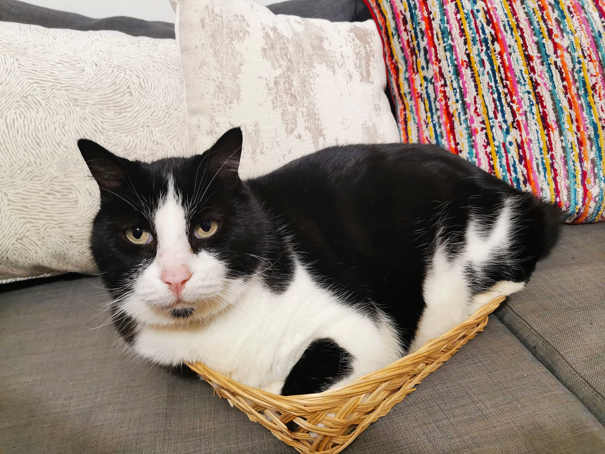 Bidou participe au concours pour gagner de l'argent avec cette photo : box, carnivore, cat, cat_supply, comfort, domestic_short_haired_cat, felidae, fur, grass, grey, linens, paw, sitting, small_to_medium_sized_cats, snout, tail, tree, whiskers, window, wood