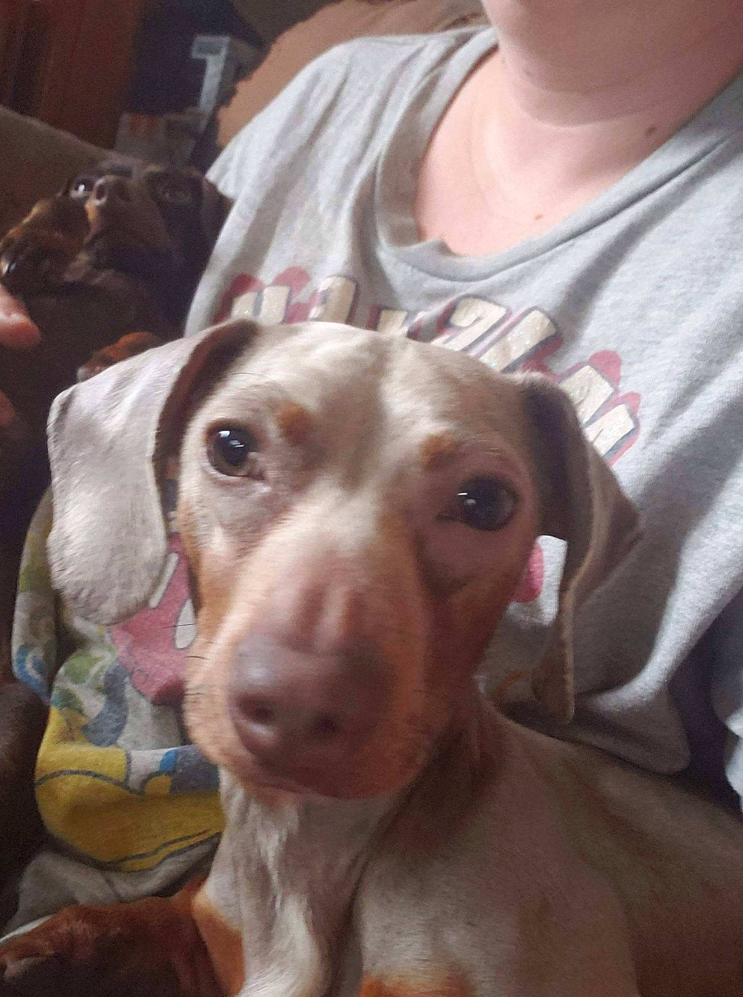 Duke is registered to the contest to win money with this photo: canidae, carnivore, dog, dog_breed, ear, fawn, hunting_dog, mammal, nose, pointer, pointing_breed, snout, sporting_group, vertebrate, vizsla, weimaraner