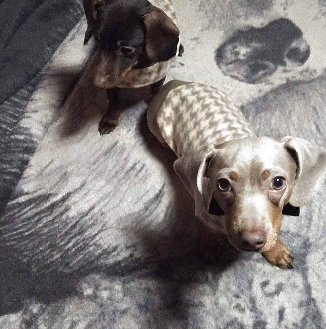 Duke joined the competition — help win amazing prizes! canidae, carnivore, companion_dog, dachshund, dog, dog_breed, mammal, pointer, puppy, sporting_group, tail, weimaraner