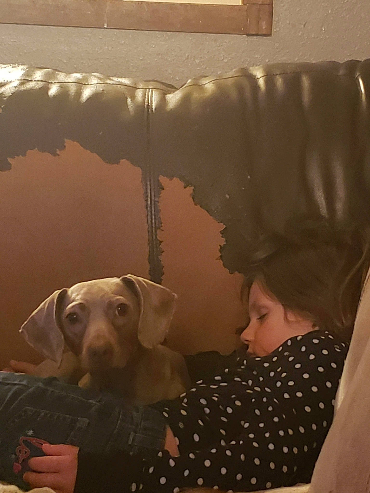 Duke is registered to the contest to win money with this photo: canidae, carnivore, dog, dog_breed, fawn, guard_dog, labrador_retriever, pointing_breed, snout, sporting_group, weimaraner