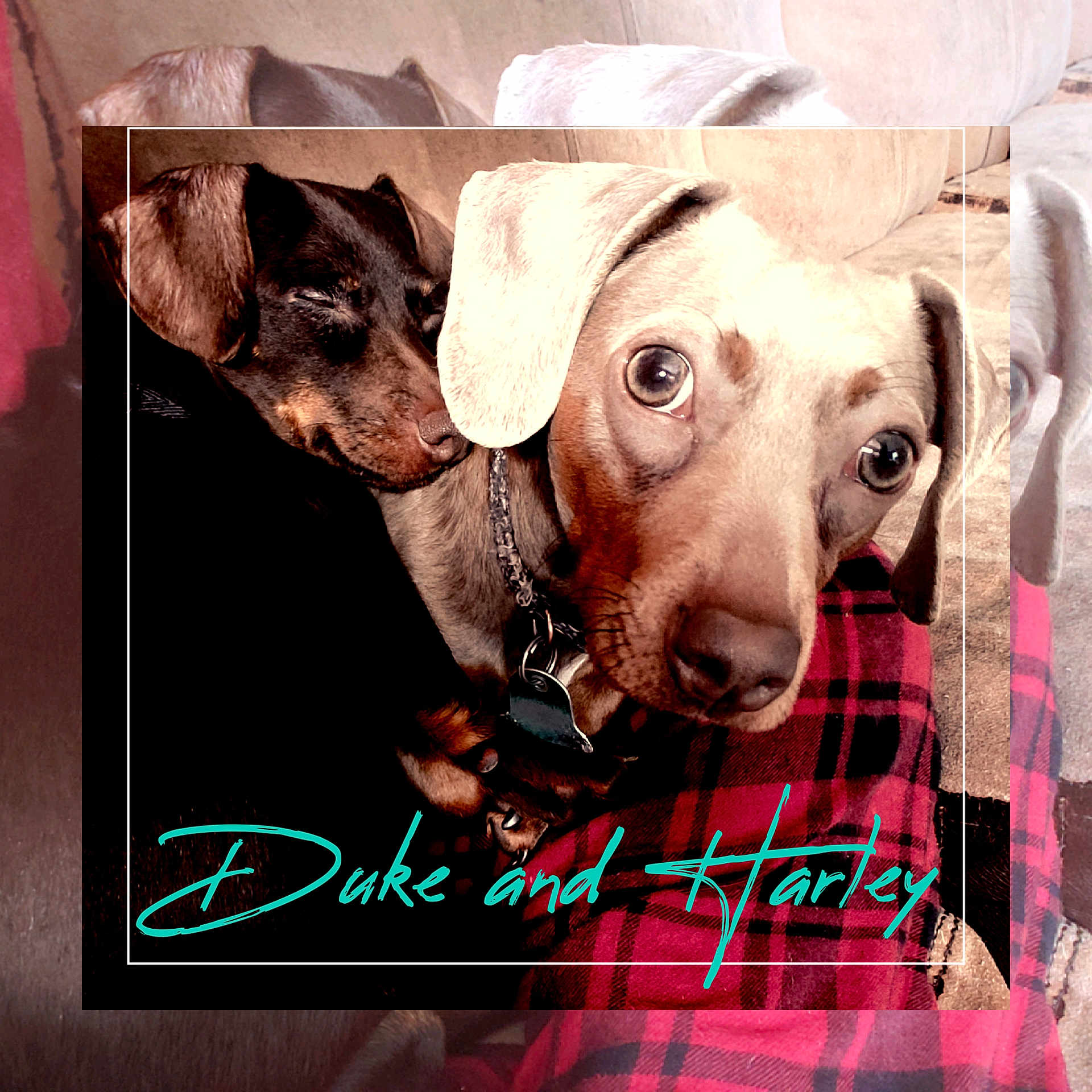 Duke