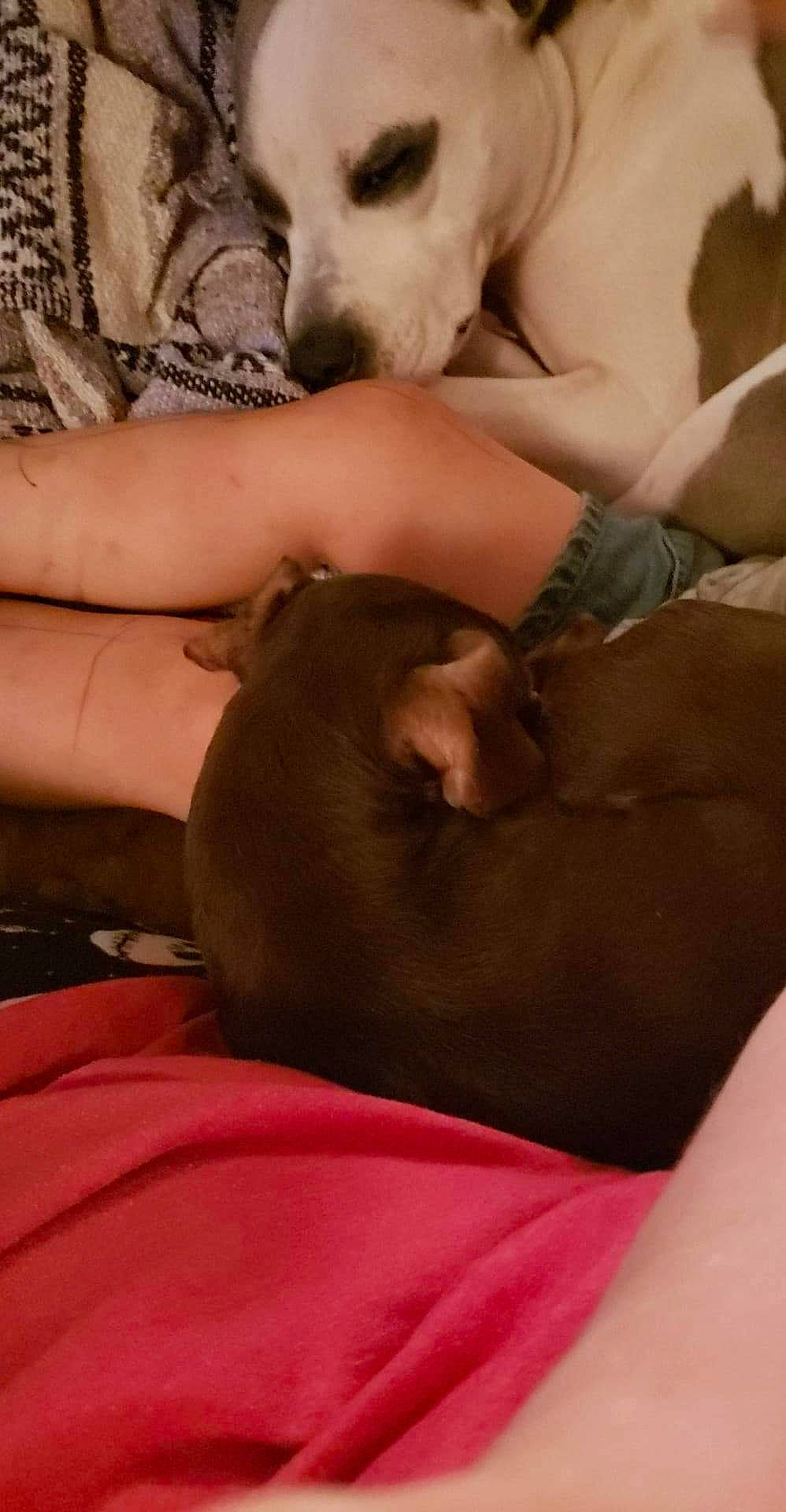 Harley is registered to the contest to win money with this photo: canidae, carnivore, companion_dog, dog, dog_breed, fawn, italian_greyhound, mouth, puppy, puppy_love, sporting_group, weimaraner