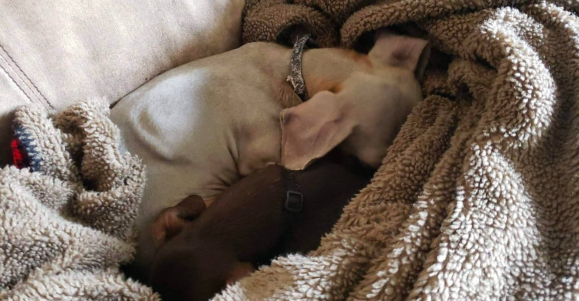 Harley is registered to the contest to win money with this photo: canidae, carnivore, cat, dog, dog_breed, fawn, fur, italian_greyhound, nap, non_sporting_group, puppy, sporting_group, weimaraner