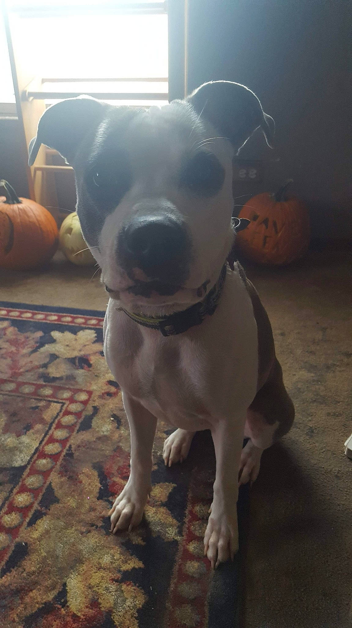 Spice joined the competition — help win amazing prizes! american_bulldog, american_pit_bull_terrier, american_staffordshire_terrier, bull_and_terrier, bully_kutta, canidae, carnivore, dog, dog_breed, dogo_argentino, fawn, mammal, non_sporting_group, nose, pit_bull, rare_breed_dog, snout, staffordshire_bull_terrier, tail, vertebrate