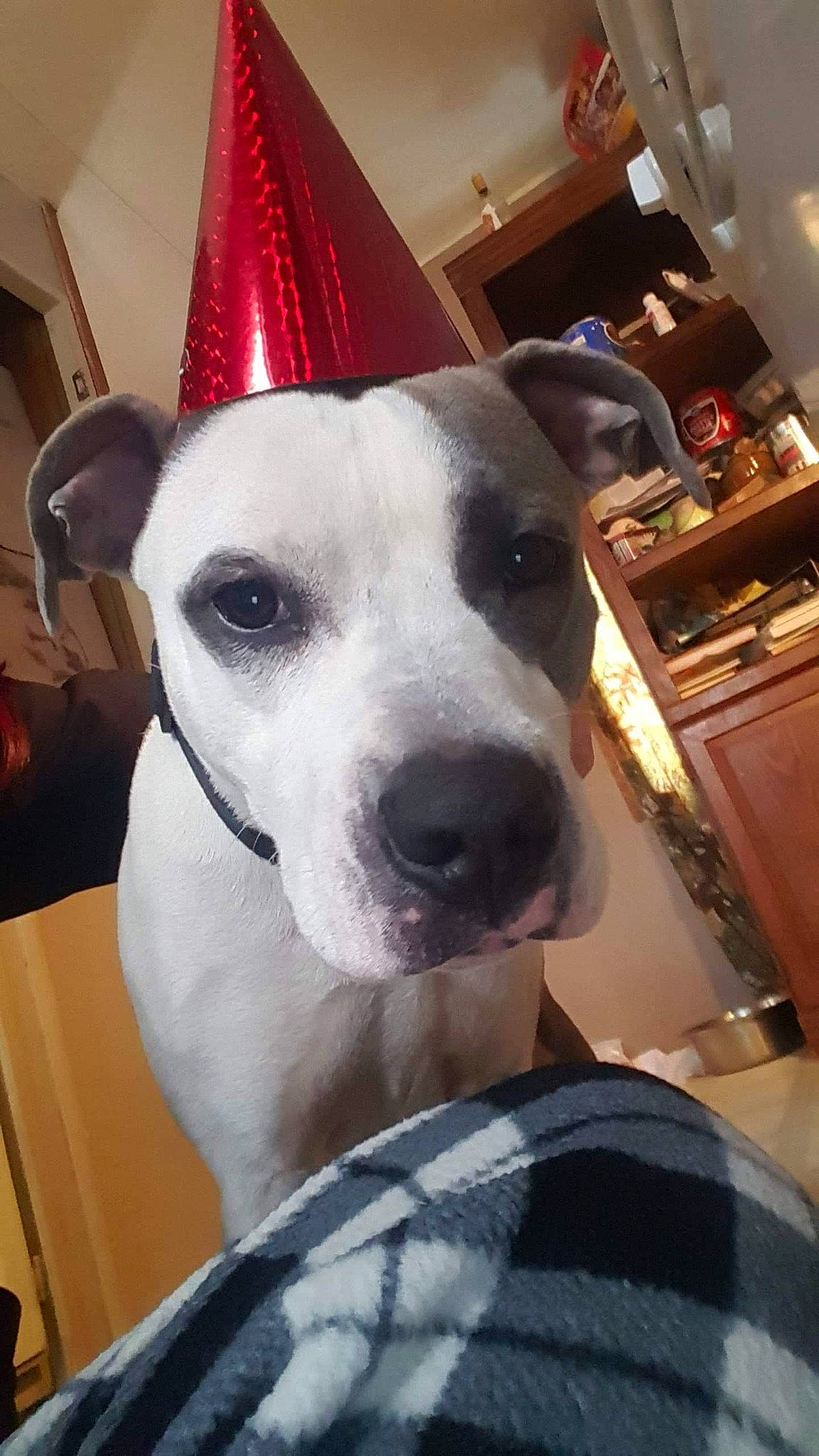 Spice joined the competition — help win amazing prizes! american_staffordshire_terrier, canidae, carnivore, dog, dog_breed, ear, fawn, head, mammal, non_sporting_group, nose, pit_bull, snout, vertebrate, whiskers