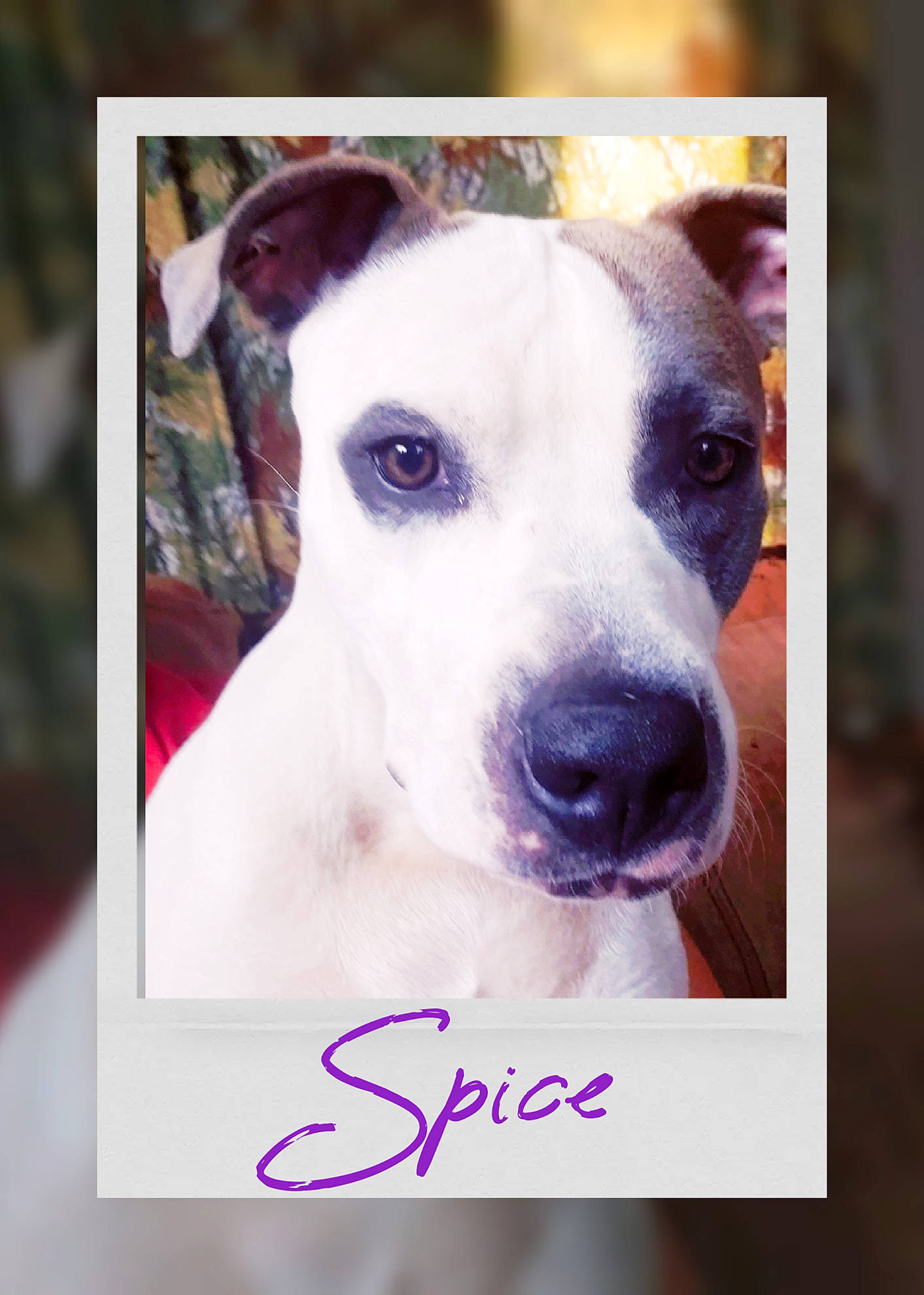 Spice is registered to the contest to win money with this photo: american_pit_bull_terrier, american_staffordshire_terrier, bull_and_terrier, bully_kutta, canidae, carnivore, dog, dog_breed, fawn, mammal, non_sporting_group, nose, photo_caption, pit_bull, rare_breed_dog, snout, staffordshire_bull_terrier, vertebrate