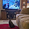dog, tv, living_room, rug, couch, lamp, wooden_cabinet, dog_statues, carpet, television_show, police, figure, interior, furniture, decor, watching, pet, room, floor, entertainment_center