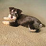 Cooper is registered to the contest to win money with this photo: dog, puppy, lying_down, carpet, indoor, pet, cute, fur, brown, white, small_dog, fluffy, relaxed, looking_up, animal, companion, adorable, cozy, domestic, friendly