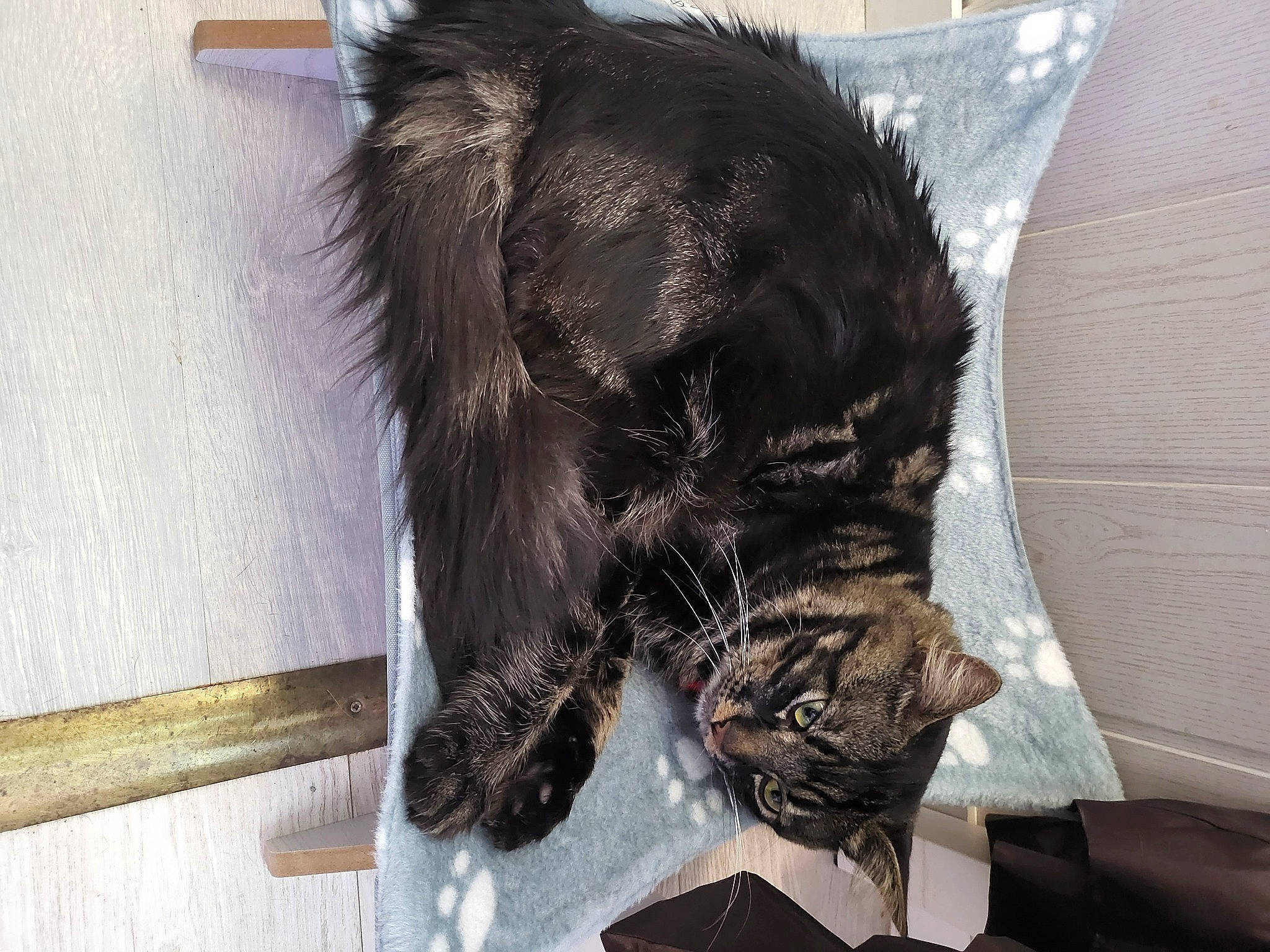 Mya participe au concours pour gagner de l'argent avec cette photo : black_cat, canidae, carnivore, cat, claw, comfort, dog_breed, domestic_short_haired_cat, felidae, fur, nap, paw, small_to_medium_sized_cats, sporting_group, tail, terrestrial_animal, whiskers, wood