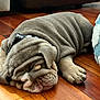 Mochi Munchie joined the competition — help win amazing prizes! animal, canine, close_up, collar, cozy, cushion, cute, dog, floor, fur, home, indoors, napping, paw, pet, puppy, resting, sleeping, wooden_floor, wrinkles