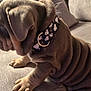 Mochi Munchie is registered to the contest to win money with this photo: animal, brown, canine, closeup, collar, couch, cute, dog, folds, fur, indoor, paws, pet, pet_accessory, puppy, sitting, snoopy, soft, wrinkles, young