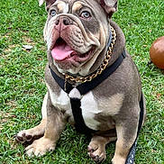 Mochi Munchie is registered to the contest to win money with this photo: animal, bulldog, canine, chain, collar, cute, dog, domestic_animal, friendly, grass, happy, harness, leash, outdoor, pet, playful, puppy, sitting, tongue_out, young_dog