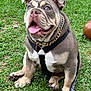 animal, bulldog, canine, chain, collar, cute, dog, domestic_animal, friendly, grass, happy, harness, leash, outdoor, pet, playful, puppy, sitting, tongue_out, young_dog