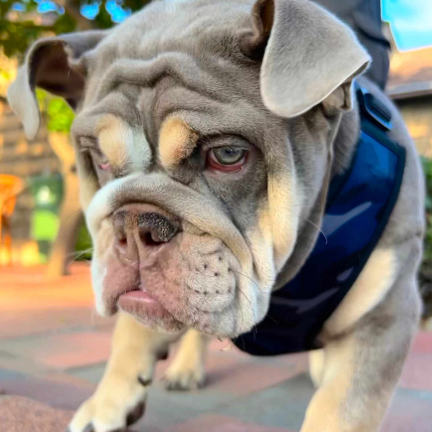 Mochi Munchie joined the competition — help win amazing prizes! animal, background_blur, bulldog, canine, close_up, cute, daylight, dog, ears, expression, fur, harness, nature, outdoor, pavement, pet, puppy, walking, wrinkles, young