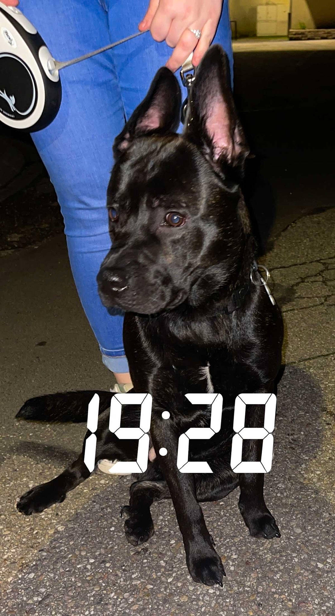 Apolo participe au concours pour gagner de l'argent avec cette photo : canidae, carnivore, collar, companion_dog, dog, dog_breed, dog_collar, dog_supply, electric_blue, guard_dog, logo, non_sporting_group, snout, sporting_group, whiskers, working_animal, working_dog