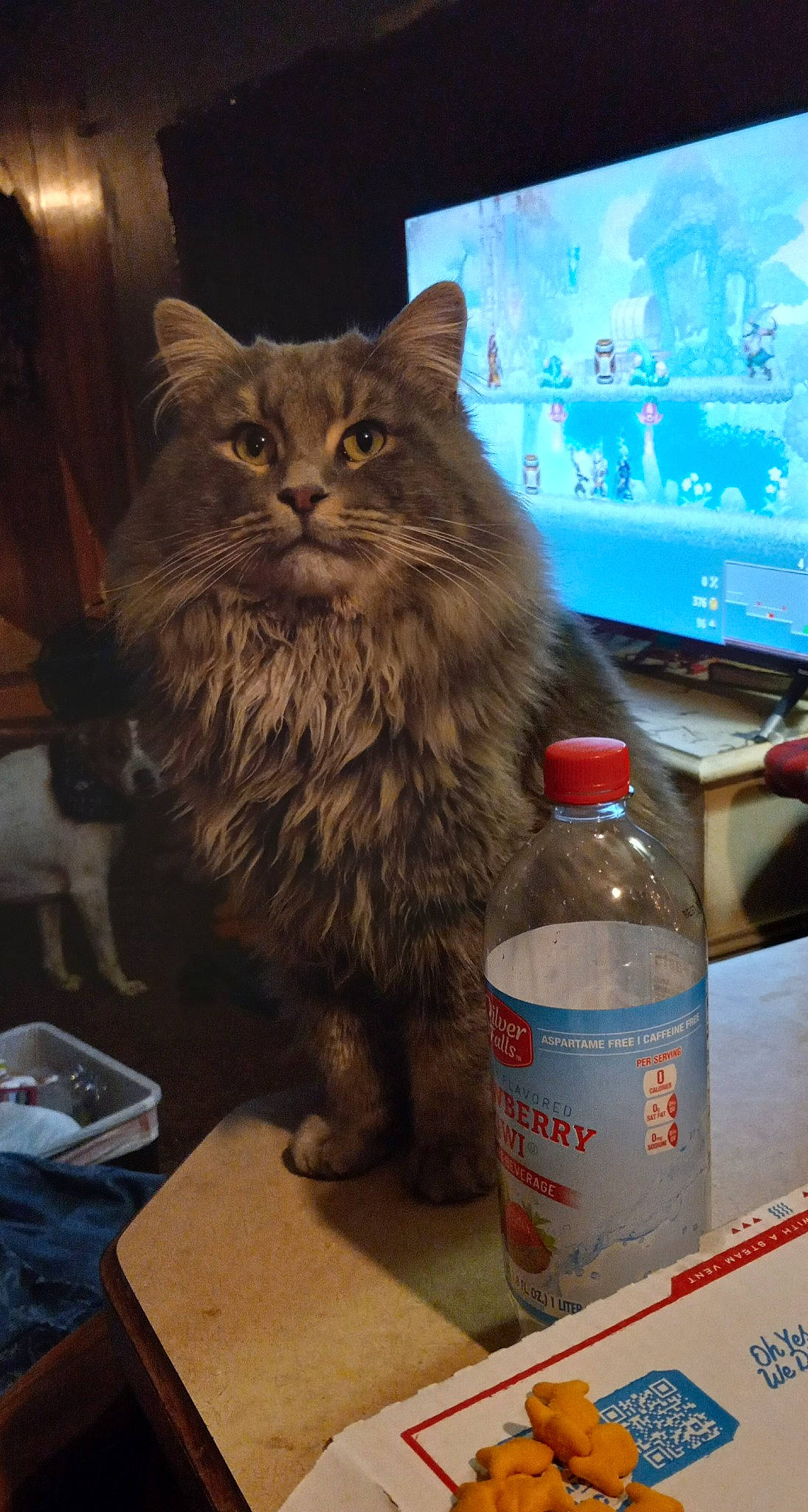 Jack is registered to the contest to win money with this photo: bottle, box, carbonated_soft_drinks, carnivore, cat, display_device, domestic_short_haired_cat, drink, felidae, flat_panel_display, fur, led_backlit_lcd_display, output_device, packaging_and_labeling, plastic_bottle, small_to_medium_sized_cats, table, television_set, water_bottle, whiskers