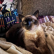 Maia participe au concours pour gagner de l'argent avec cette photo : animal, blanket, cat, comfort, cozy, cute, eyes, face, fur, furniture, home, indoor, mammal, pet, pillow, relaxation, resting, siamese_cat, soft_texture, whiskers