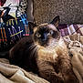 animal, blanket, cat, comfort, cozy, cute, eyes, face, fur, furniture, home, indoor, mammal, pet, pillow, relaxation, resting, siamese_cat, soft_texture, whiskers