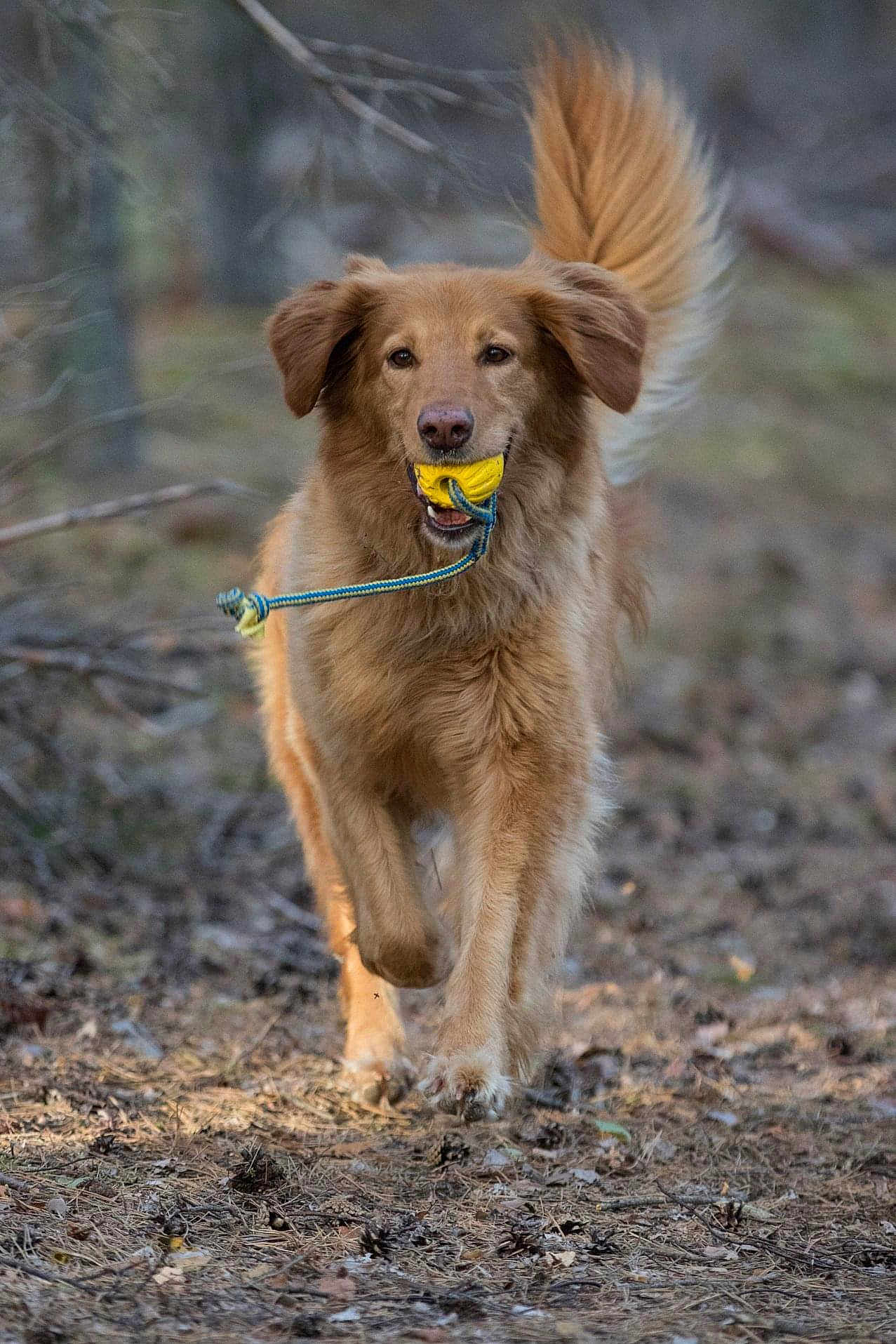 Nyla