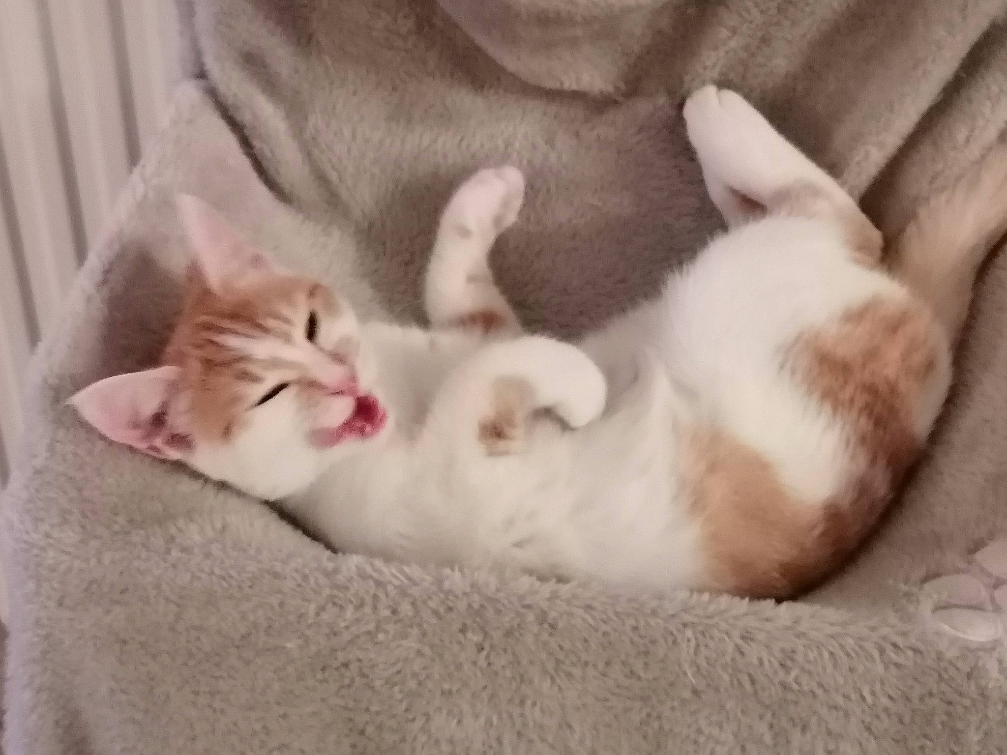 Bella participe au concours pour gagner de l'argent avec cette photo : carnivore, cat, claw, comfort, domestic_short_haired_cat, fawn, felidae, fur, nap, paw, sleep, small_to_medium_sized_cats, snout, tail, whiskers