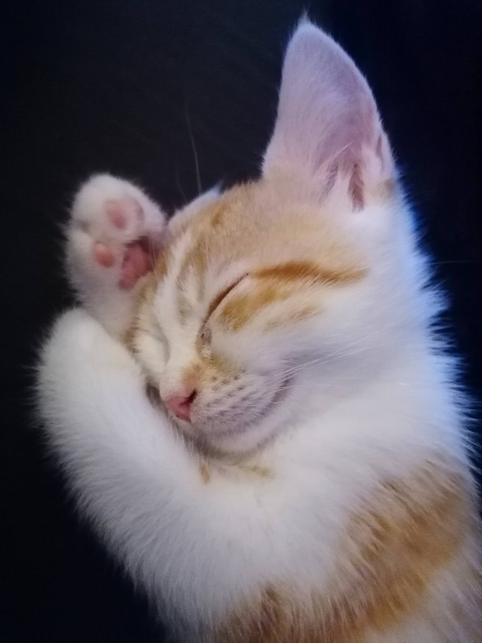 Bella participe au concours pour gagner de l'argent avec cette photo : carnivore, cat, claw, comfort, domestic_short_haired_cat, fawn, felidae, foot, fur, paw, photo_caption, plant, sitting, small_to_medium_sized_cats, snout, tail, terrestrial_animal, whiskers, wildlife, window