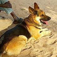 Rouxy participe au concours pour gagner de l'argent avec cette photo : dog, german_shepherd, sand, outdoor, sunlight, pet, animal, tongue_out, relaxed, lying_down, canine, paw, ear, fur, mammal, person, legs, human, casual, shadow