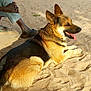 dog, german_shepherd, sand, outdoor, sunlight, pet, animal, tongue_out, relaxed, lying_down, canine, paw, ear, fur, mammal, person, legs, human, casual, shadow