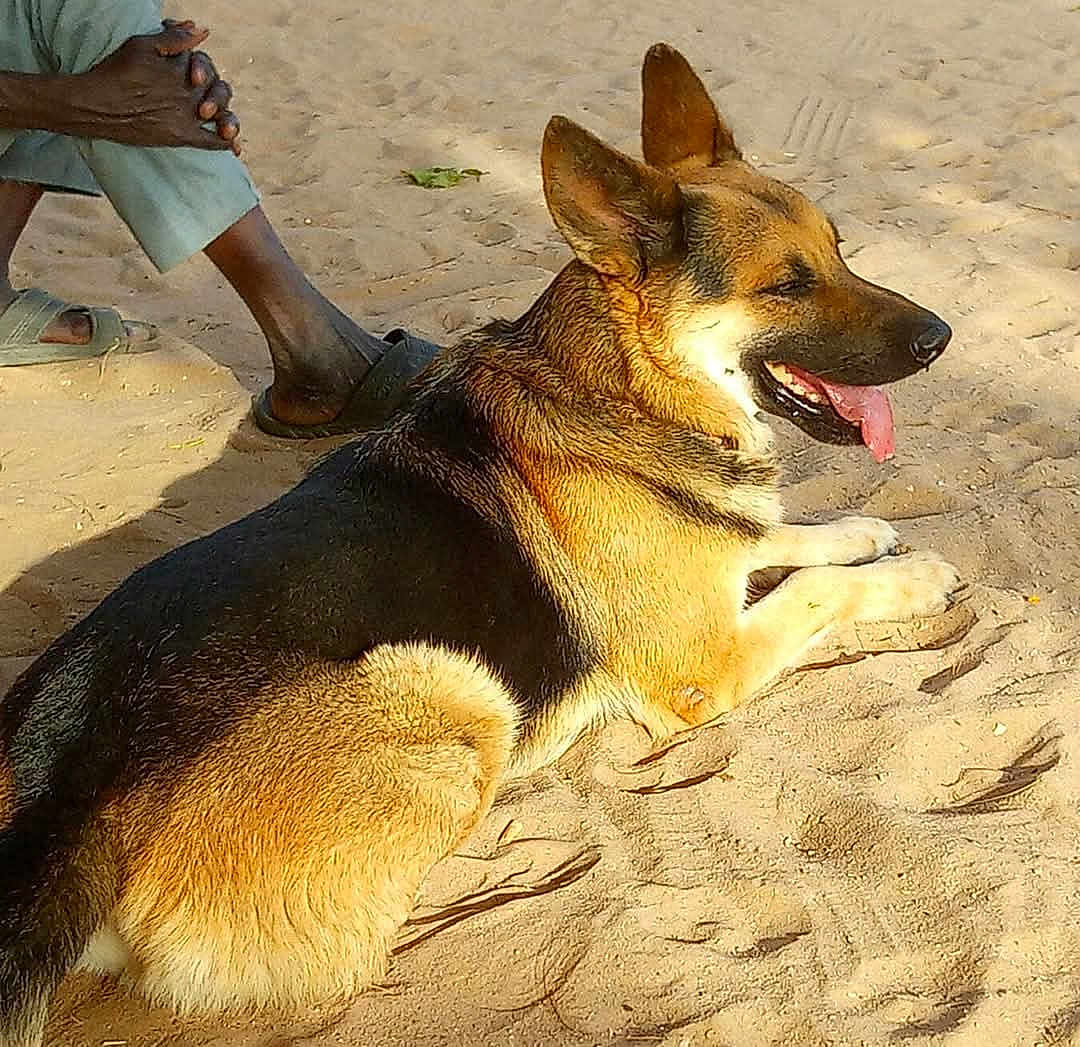 Rouxy participe au concours pour gagner de l'argent avec cette photo : dog, german_shepherd, sand, outdoor, sunlight, pet, animal, tongue_out, relaxed, lying_down, canine, paw, ear, fur, mammal, person, legs, human, casual, shadow