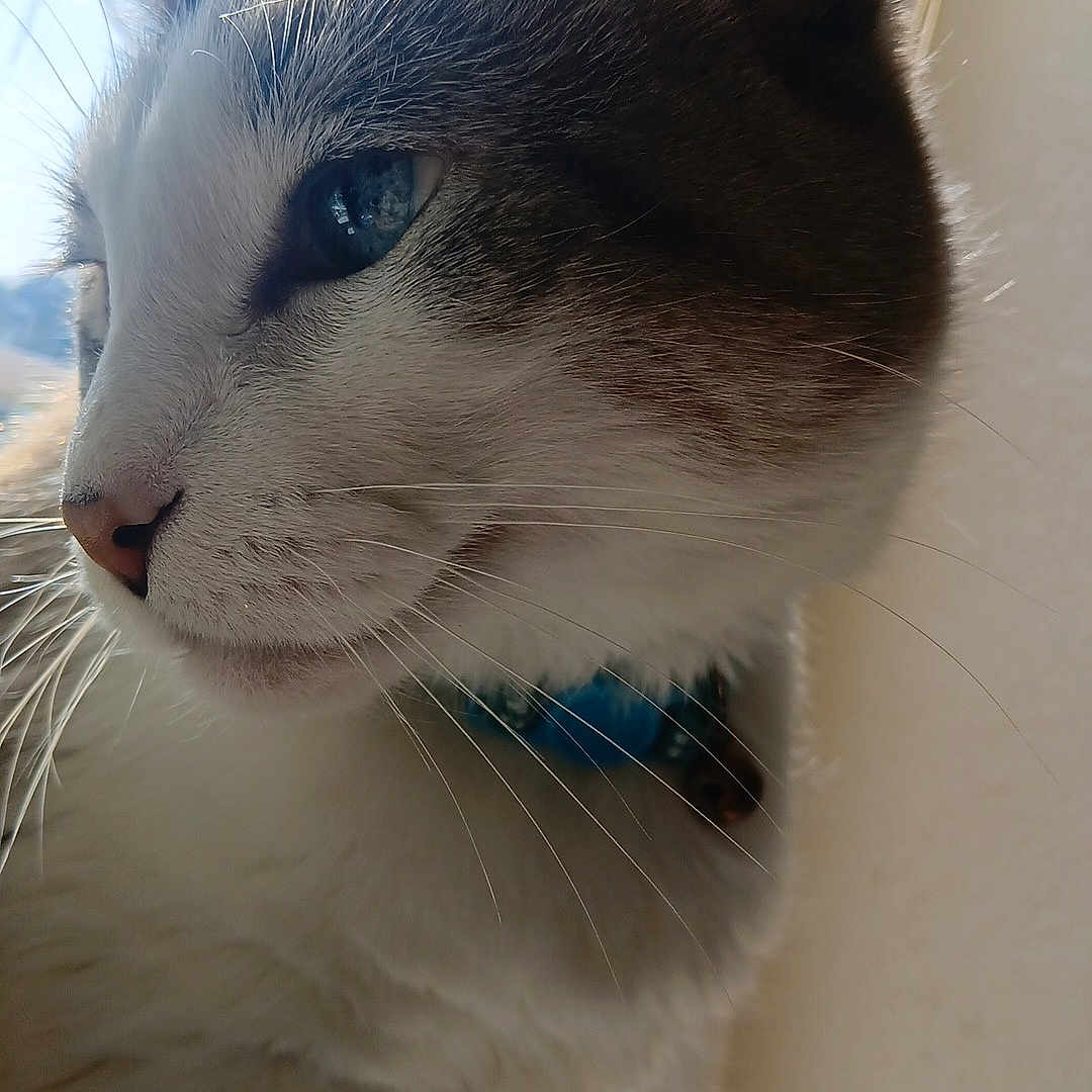 Pika joined the competition — help win amazing prizes! abyssinian, accessories, angora, animal, bodypart, cat, collar, ear, kitten, leash, manx, mouth, person, pet, siamese, strap, white, window