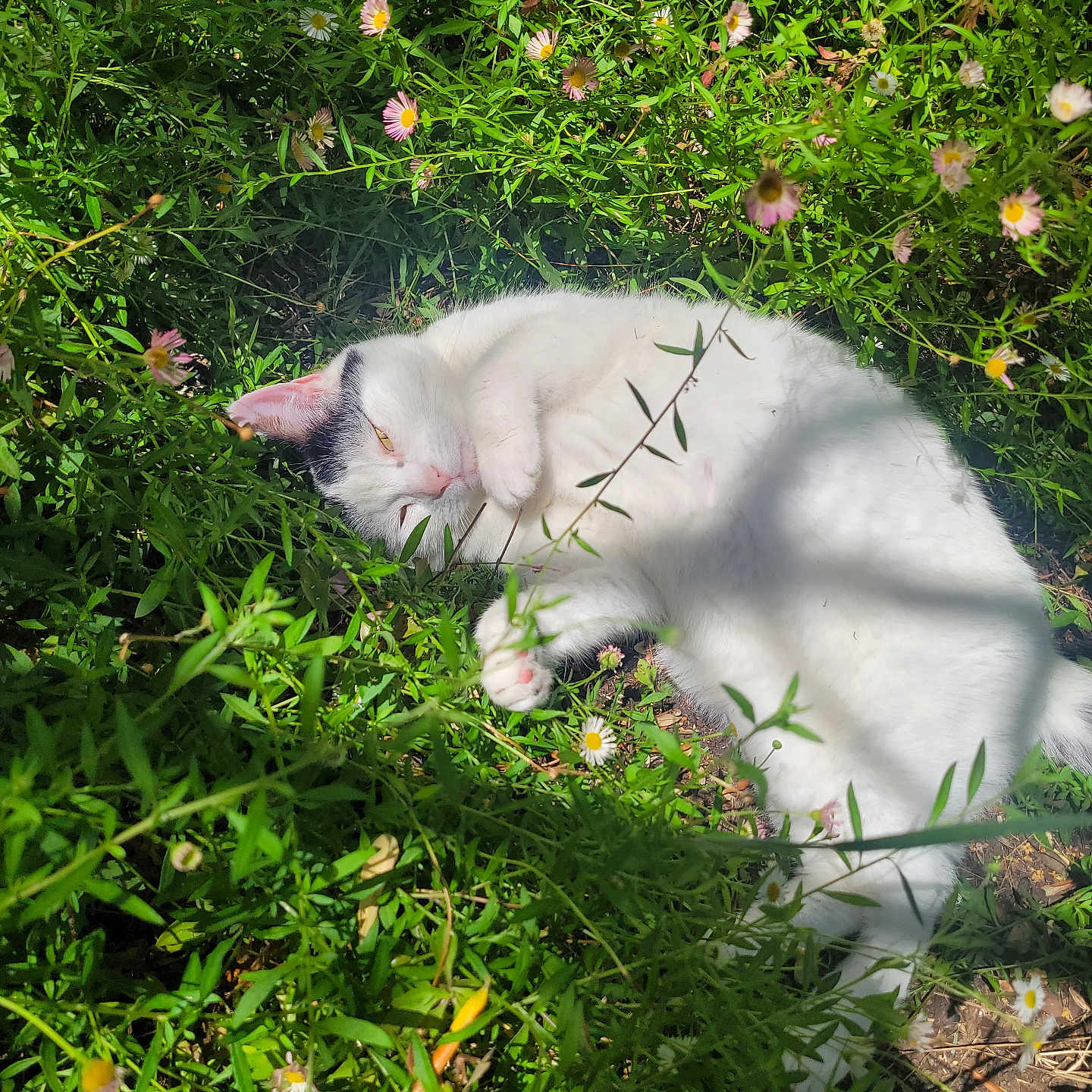 Zaiah participe au concours pour gagner de l'argent avec cette photo : animal, black_spot, cat, cute, daylight, flowers, fur, grass, greenery, leaves, nature, outdoor, pet, plant, relaxed, resting, sleepy, small_flowers, sunlight, white_cat