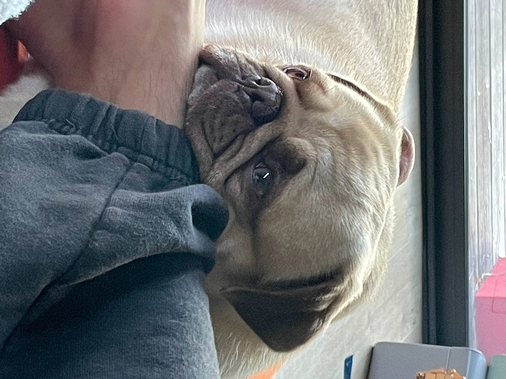 Boonty participe au concours pour gagner de l'argent avec cette photo : big_cats, canidae, carnivore, comfort, companion_dog, dog, dog_breed, fawn, felidae, fur, grey, head, human_leg, nap, snout, sporting_group, terrestrial_animal, whiskers, wildlife, wrinkle