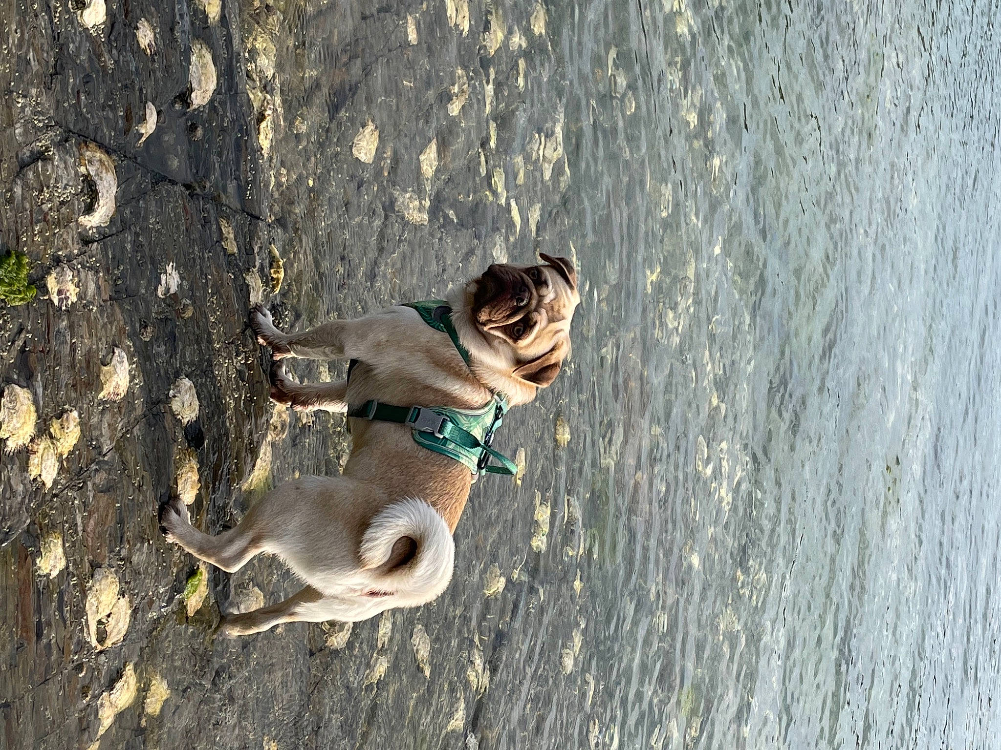 Boonty participe au concours pour gagner de l'argent avec cette photo : _geese_and_swans, beach, body_of_water, canidae, carnivore, dog, dog_breed, ducks, fawn, lake, musical_instrument, recreation, seabird, snout, soil, sporting_group, tail, water, water_bird, waterfowl