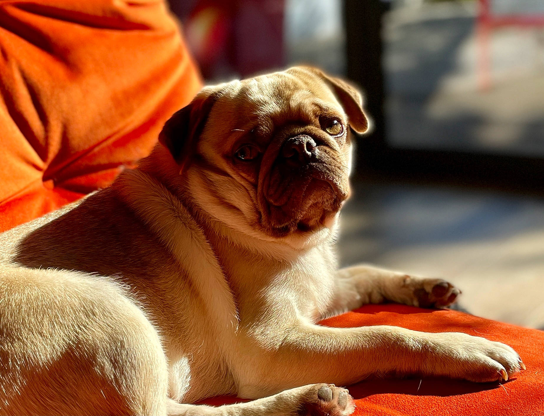 Boonty participe au concours pour gagner de l'argent avec cette photo : ancient_dog_breeds, canidae, carnivore, comfort, companion_dog, dog, dog_breed, dog_supply, fawn, non_sporting_group, old_english_bulldog, pug, snout, sporting_group, terrestrial_animal, toy_dog, whiskers, wood, working_animal, wrinkle