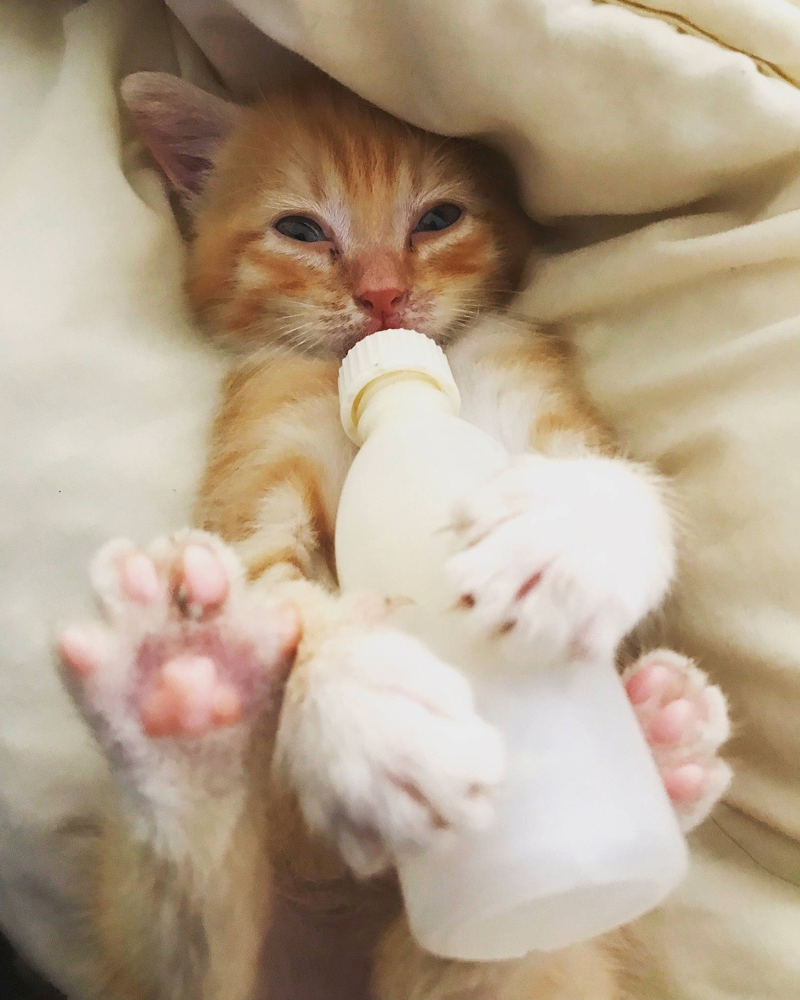 Namek a rejoint le concours — aidez-le/la à gagner de superbes lots ! carnivore, cat, child, claw, comfort, domestic_short_haired_cat, fawn, felidae, foot, fur, gesture, nail, nap, paw, peach, small_to_medium_sized_cats, snout, tail, toe, whiskers