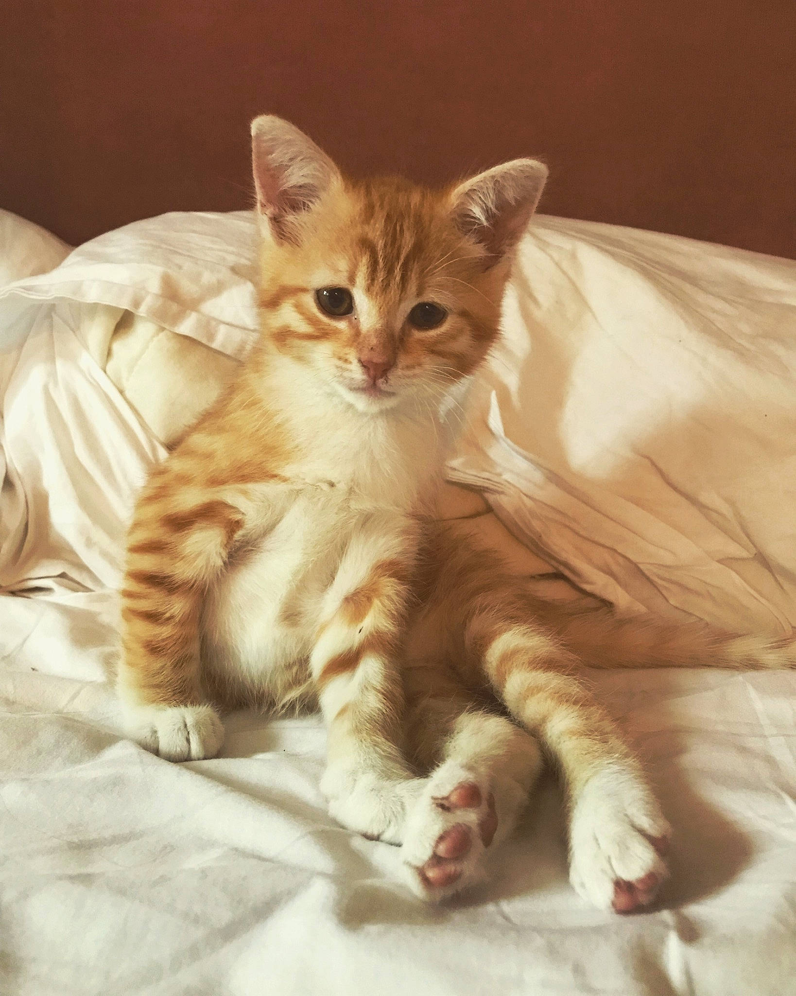 Namek a rejoint le concours — aidez-le/la à gagner de superbes lots ! bed, carnivore, cat, cat_supply, claw, comfort, domestic_short_haired_cat, fawn, felidae, foot, fur, gesture, nap, paw, sitting, small_to_medium_sized_cats, snout, tail, terrestrial_animal, whiskers