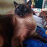 Mewfusa is registered to the contest to win money with this photo: cat, siamese_cat, indoor, couch, blanket, plant, pillow, furniture, pet, fur, whiskers, relaxed, domestic, mammal, animal, cozy, living_room, resting, calm, home