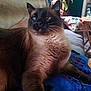 cat, siamese_cat, indoor, couch, blanket, plant, pillow, furniture, pet, fur, whiskers, relaxed, domestic, mammal, animal, cozy, living_room, resting, calm, home