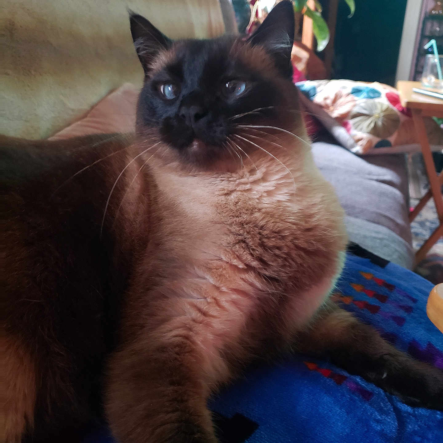 Mewfusa is registered to the contest to win money with this photo: animal, blanket, calm, cat, couch, cozy, domestic, fur, furniture, home, indoor, living_room, mammal, pet, pillow, plant, relaxed, resting, siamese_cat, whiskers