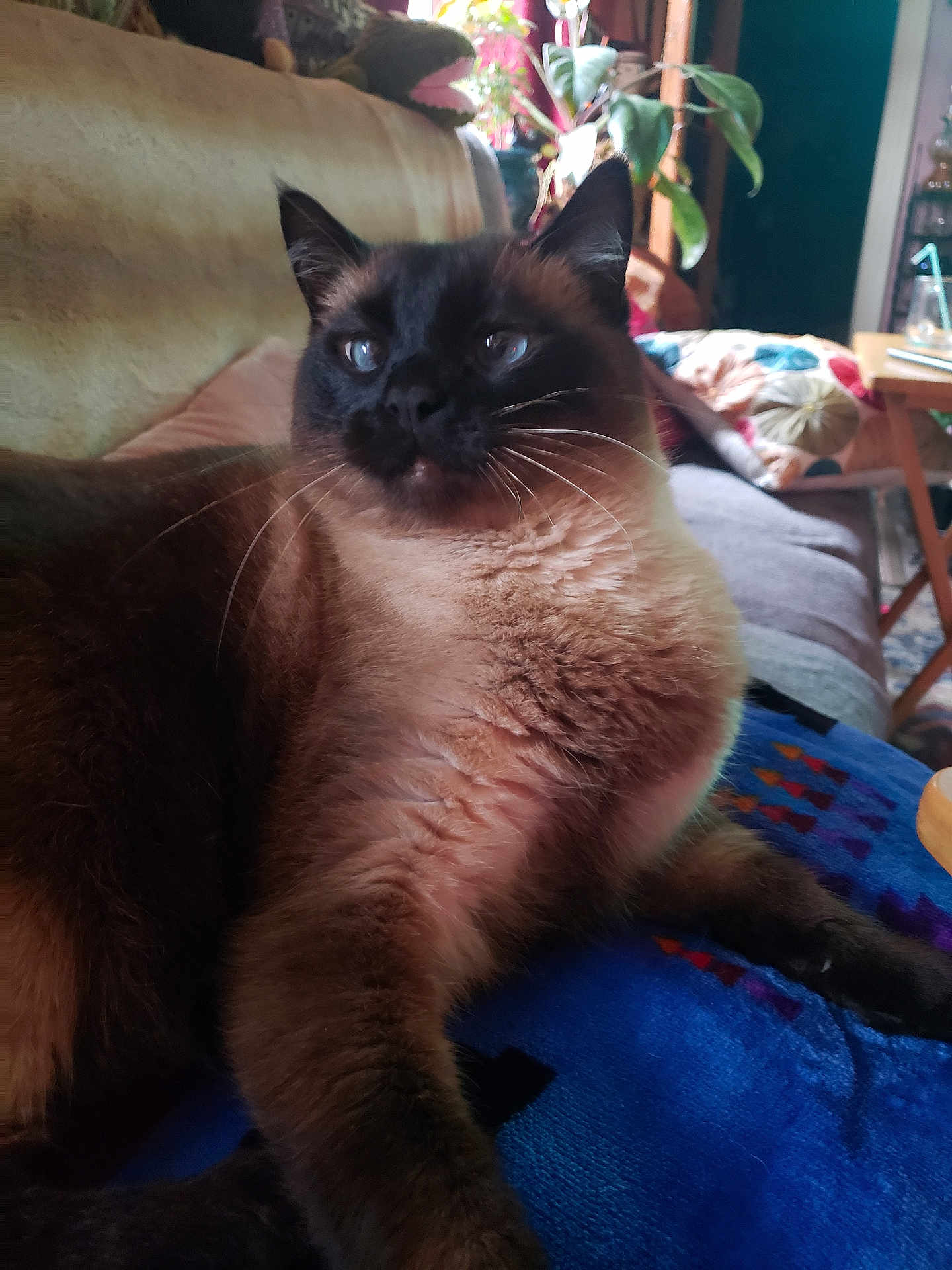 Mewfusa is registered to the contest to win money with this photo: cat, siamese_cat, indoor, couch, blanket, plant, pillow, furniture, pet, fur, whiskers, relaxed, domestic, mammal, animal, cozy, living_room, resting, calm, home