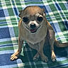 dog, chihuahua, puppy, small_dog, pet, animal, sitting, tongue_out, smiling, portrait, brown_fur, white_chest, large_eyes, floppy_ears, blanket, plaid, indoor, cute, centered, closeup