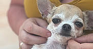 Skye participe au concours pour gagner de l'argent avec cette photo : chihuahua, dog, small_dog, pet, animal, portrait, close_up, lying_down, belly_up, fur, short_hair, large_ears, brown_and_white, black_nose, eyes, paws, human, hands, yellow_clothing, indoors