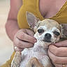 chihuahua, dog, small_dog, pet, animal, portrait, close_up, lying_down, belly_up, fur, short_hair, large_ears, brown_and_white, black_nose, eyes, paws, human, hands, yellow_clothing, indoors