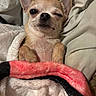 dog, chihuahua, small_dog, puppy, sleepy, winking, cute, pet, animal, portrait, indoors, bed, blanket, bedding, cozy, snuggled, lying_down, tan_fur, large_ears, close_up