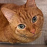 Elvis a rejoint le concours — aidez-le/la à gagner de superbes lots ! cat, orange_tabby, feline, pet, animal, close_up, portrait, green_eyes, wide_eyes, whiskers, pink_nose, fur, ears, ginger, resting, indoors, wooden_background, face, cute, curious