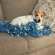 Ziggy is registered to the contest to win money with this photo: beige, blanket, blue, brown, canine, comfort, couch, decorative_pillow, dog, domestic_animal, furniture, home, indoor, pet, polka_dot, relaxed, resting, small_dog, snug, white
