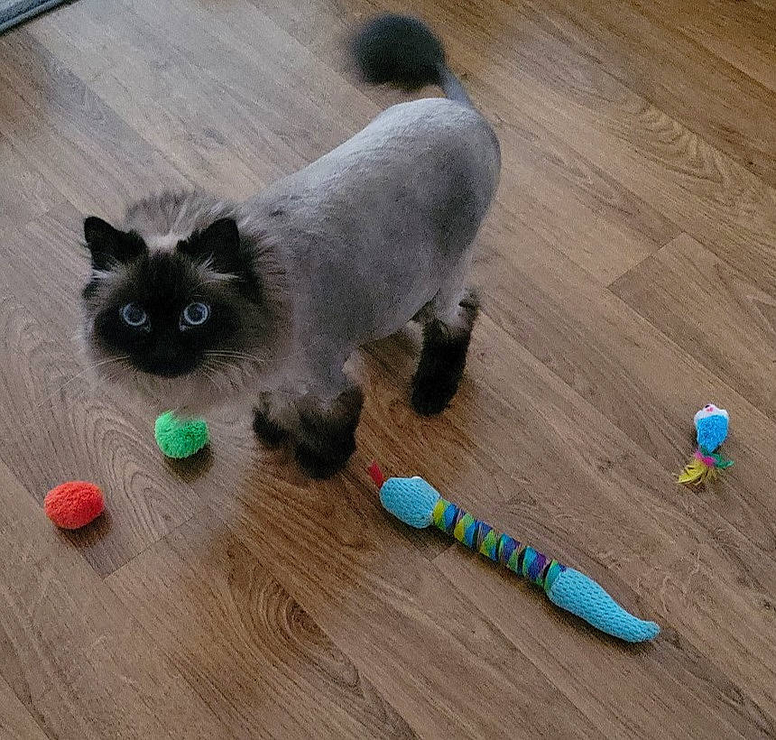 Cocoa joined the competition — help win amazing prizes! carnivore, cat, companion_dog, dog_breed, dog_supply, fawn, felidae, flooring, fur, hardwood, laminate_flooring, siamese, small_to_medium_sized_cats, snout, tail, varnish, whiskers, wood, wood_flooring, wood_stain