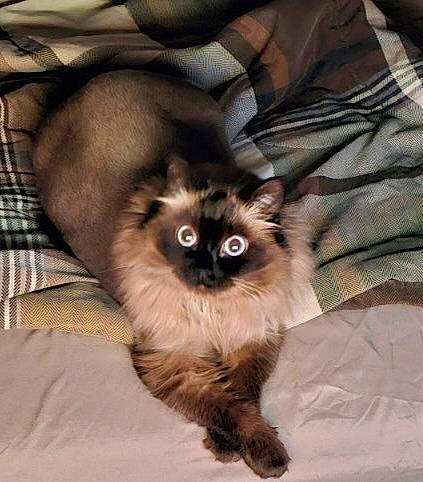 Cocoa joined the competition — help win amazing prizes! birman, carnivore, cat, companion_dog, dog_breed, fawn, felidae, fur, iris, liver, plaid, siamese, small_to_medium_sized_cats, snout, tail, tartan, terrestrial_animal, toy_dog, whiskers, wildlife