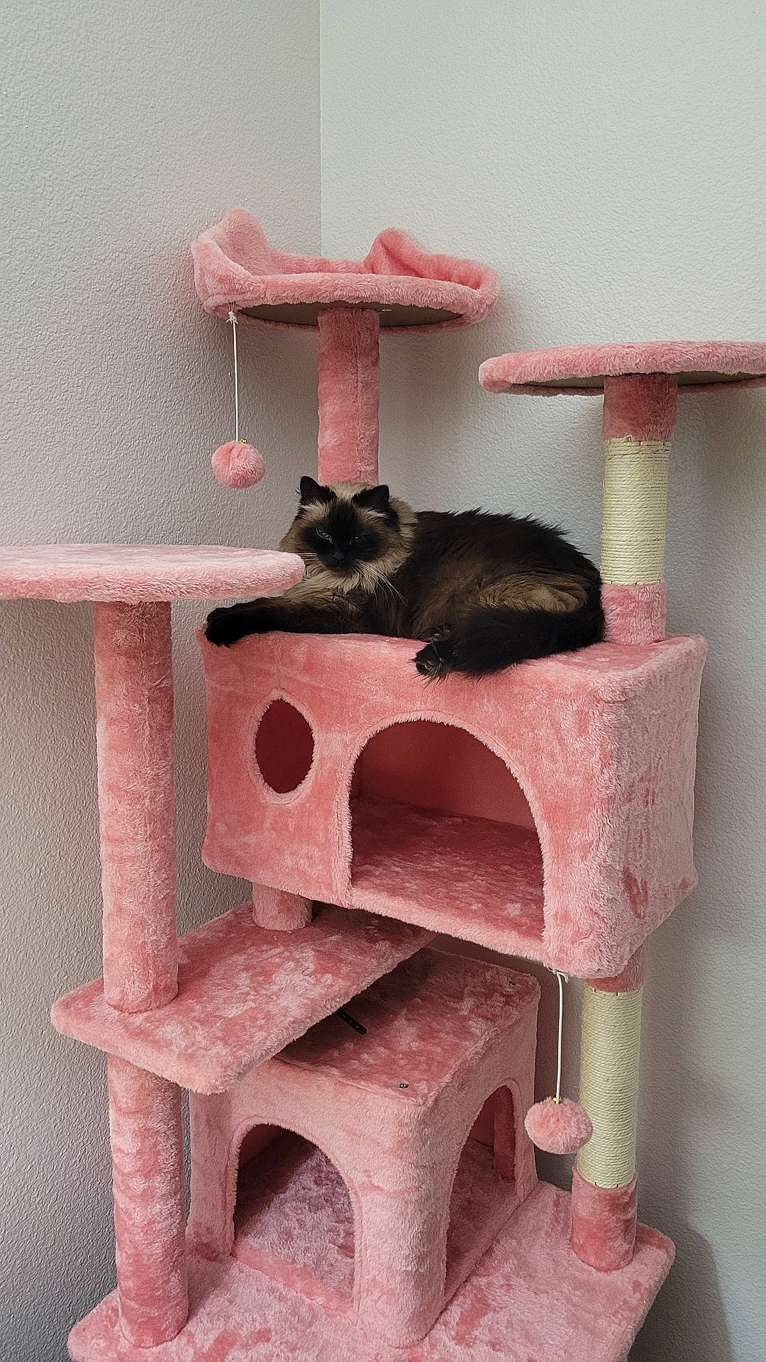 Cocoa is registered to the contest to win money with this photo: carnivore, cat, cat_supply, chair, felidae, grey, hardwood, magenta, pet_supply, pink, rectangle, room, shelf, shelving, small_to_medium_sized_cats, table, tail, whiskers, window, wood