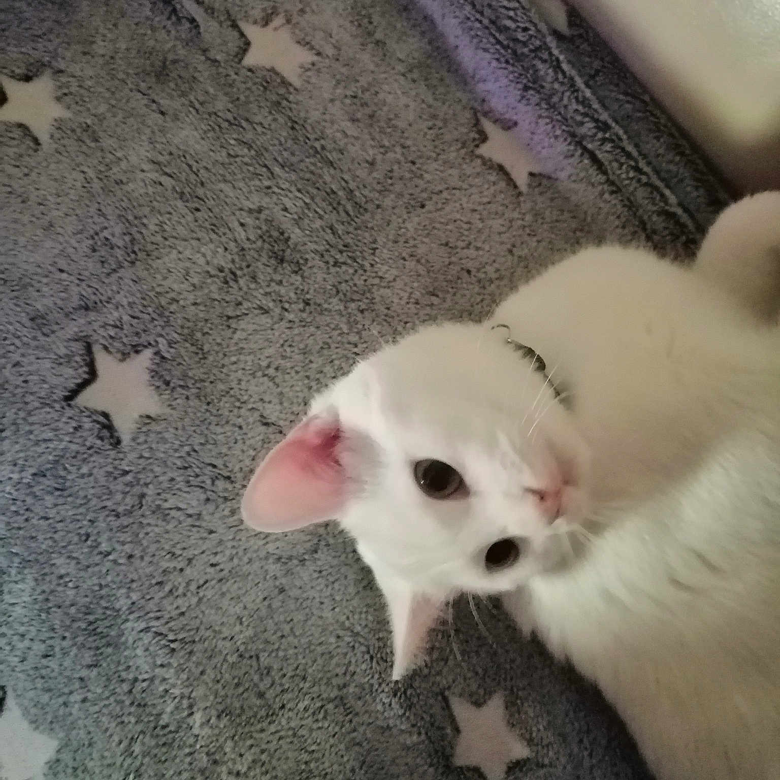 Moly a rejoint le concours — aidez-le/la à gagner de superbes lots ! canidae, carnivore, cat, dog_breed, fawn, felidae, khao_manee, kitten, paw, puppy, small_to_medium_sized_cats, snout, tail, turkish_angora, whiskers